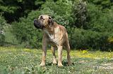 BOERBULL 028